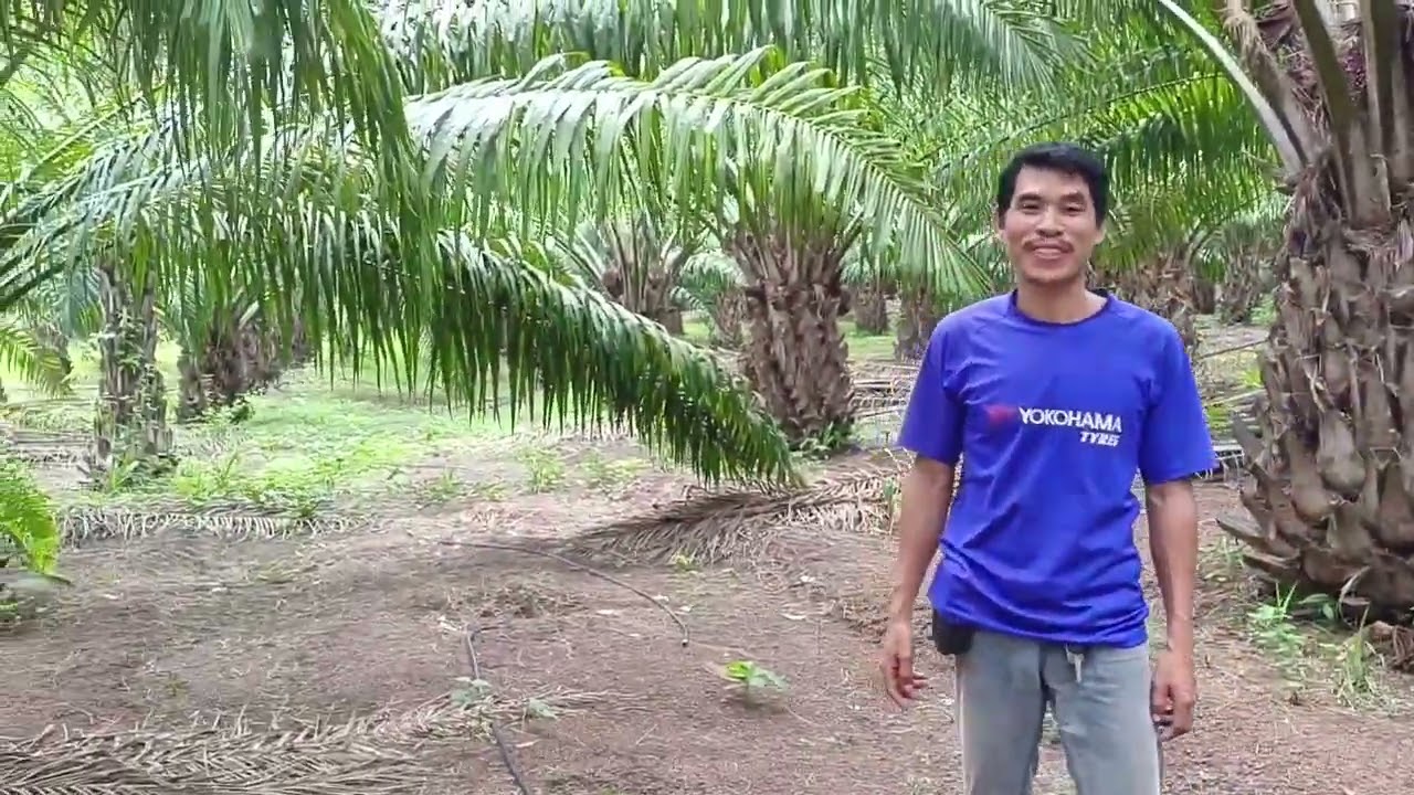 โคตรปาล์มสายดก ซีหราด เอลิท  ของบ่าวตา จ.สกลนคร ...ทนแล้ง  ...สูงช้าทำให้เก็บผลผลิตได้นาน30ปีขึ้นไป