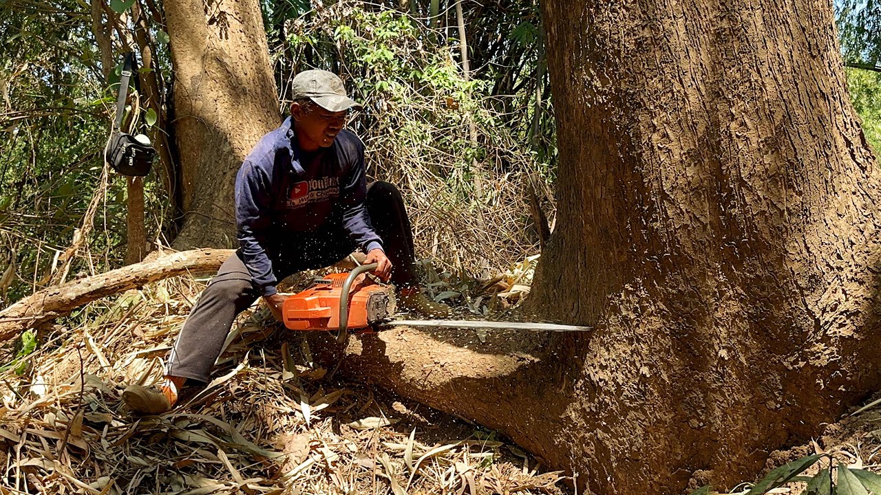 Difficult cutting‼️Cut down 2 dangerous old trees.