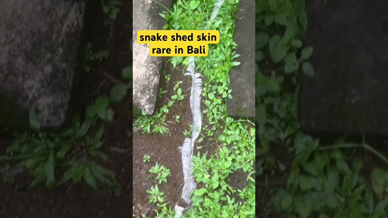 found snake shedding