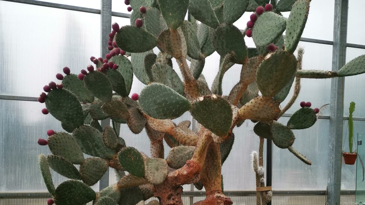 Вековен кактус (Opuntia streptacantha Lem.) Инструмент: Ксилофон | Prickly Pear - Xylophone