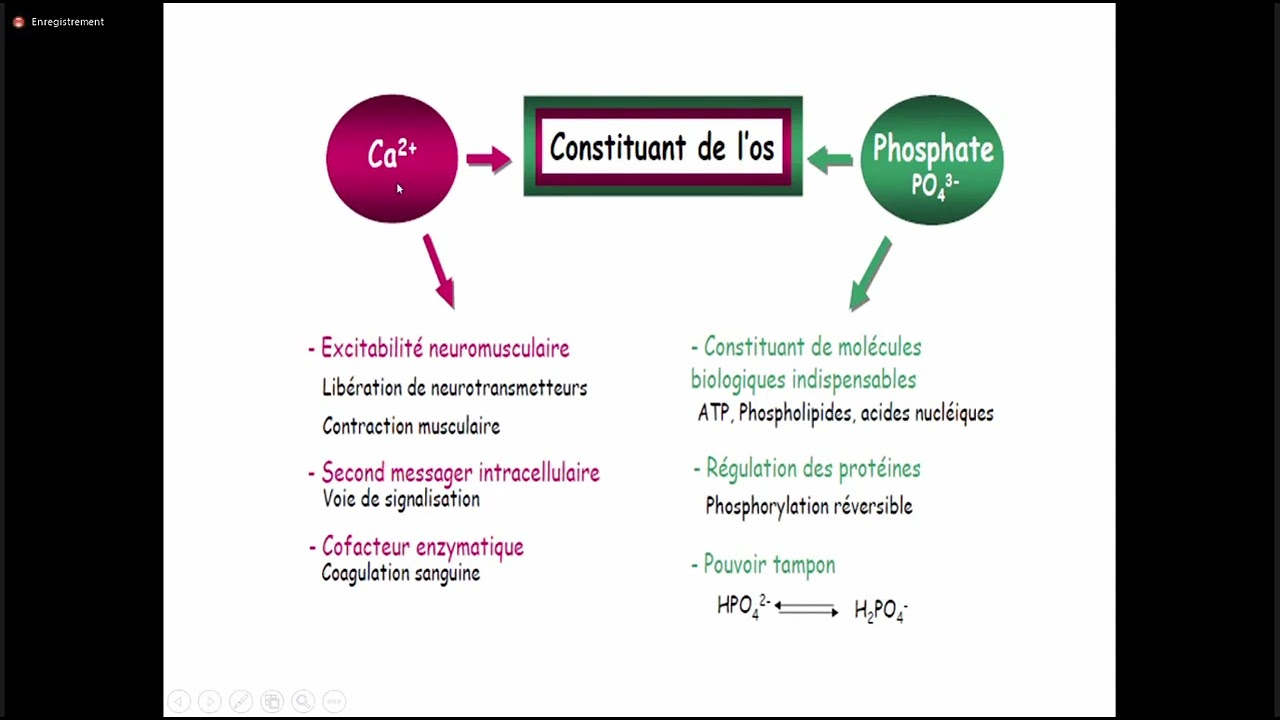 4  Métabolisme phosphocalcique
