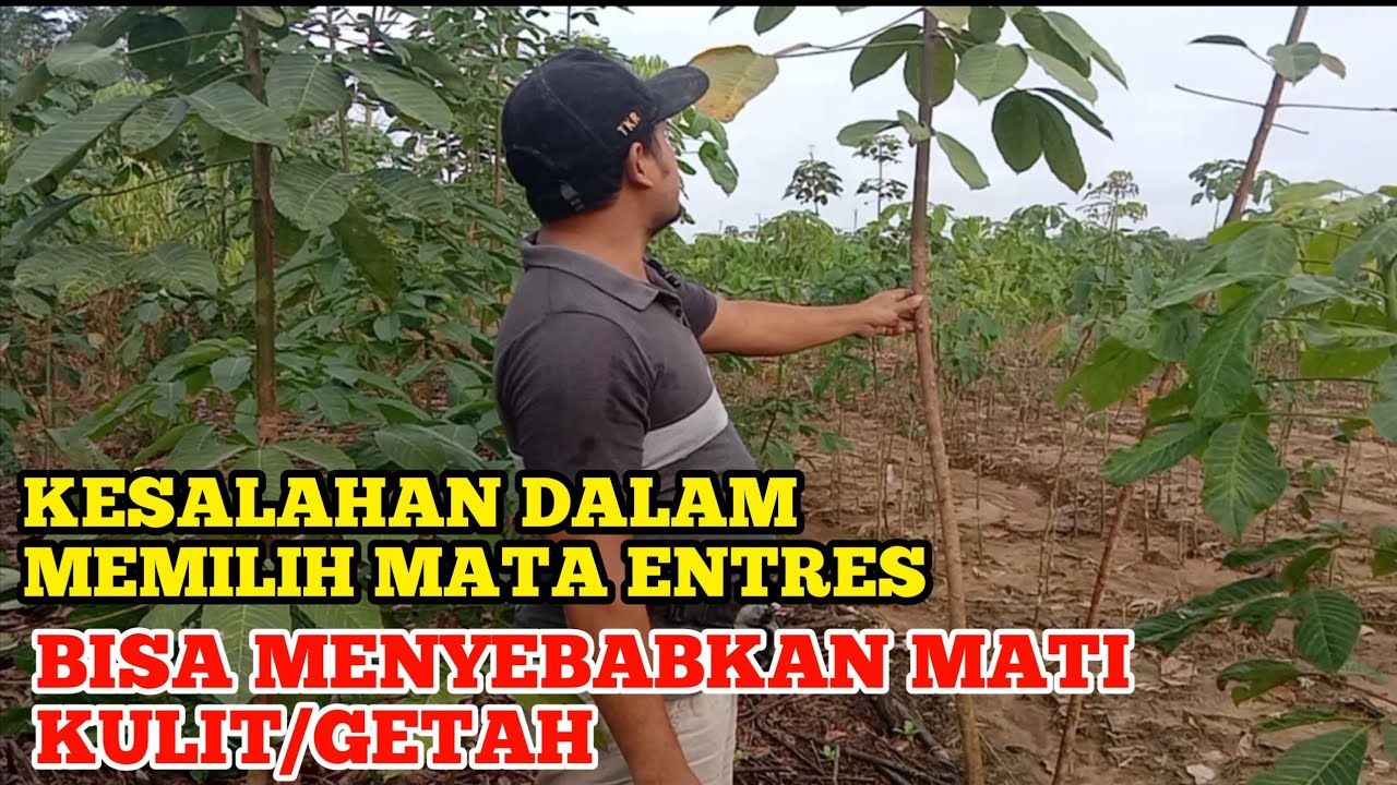 Cara memilih mata entres yang baik dan berkualitas