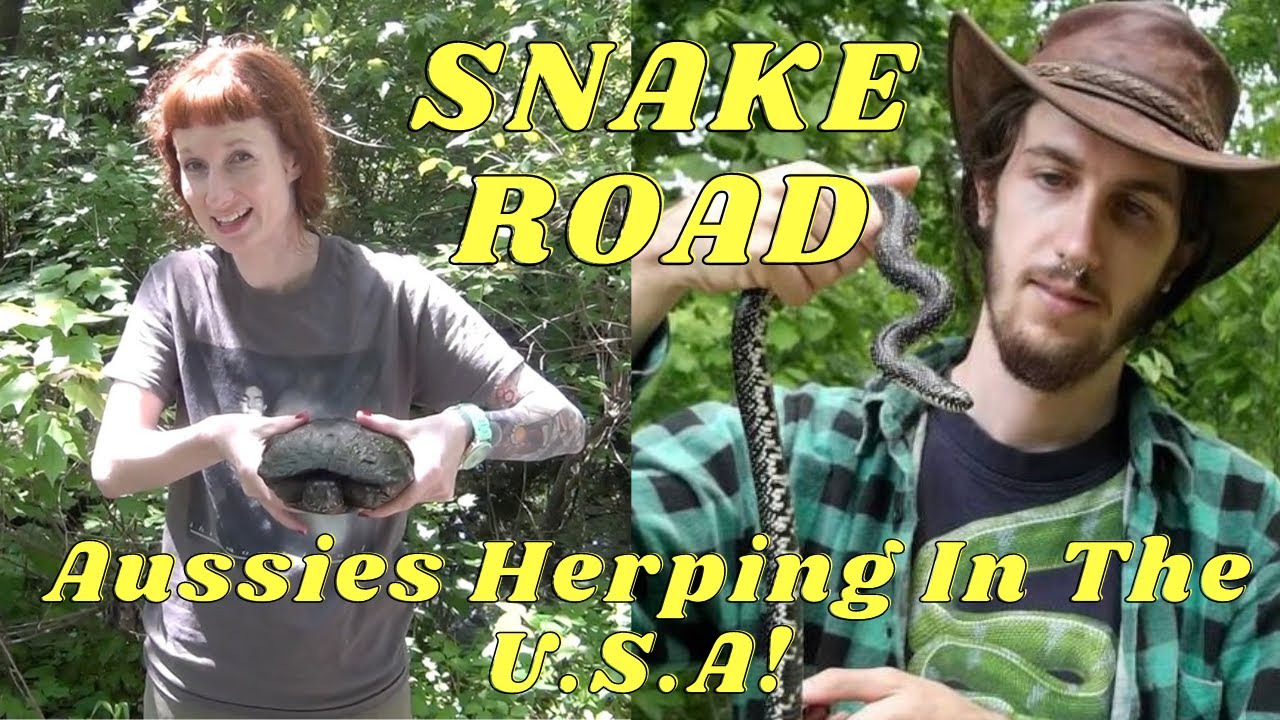 Aussies Herping Snake Road!