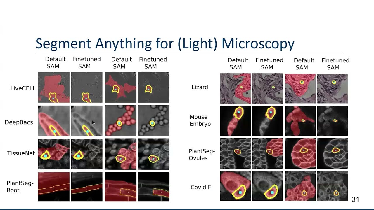 VIA Webinar: Segment Anything for Microscopy with Prof. Constantin Pape