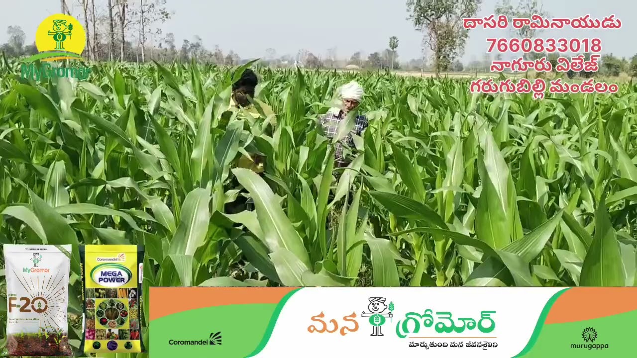 మొక్కజొన్న పంటకు Gromor మెగాపవర్ f-20 వాడిన ఫలితాలు.
