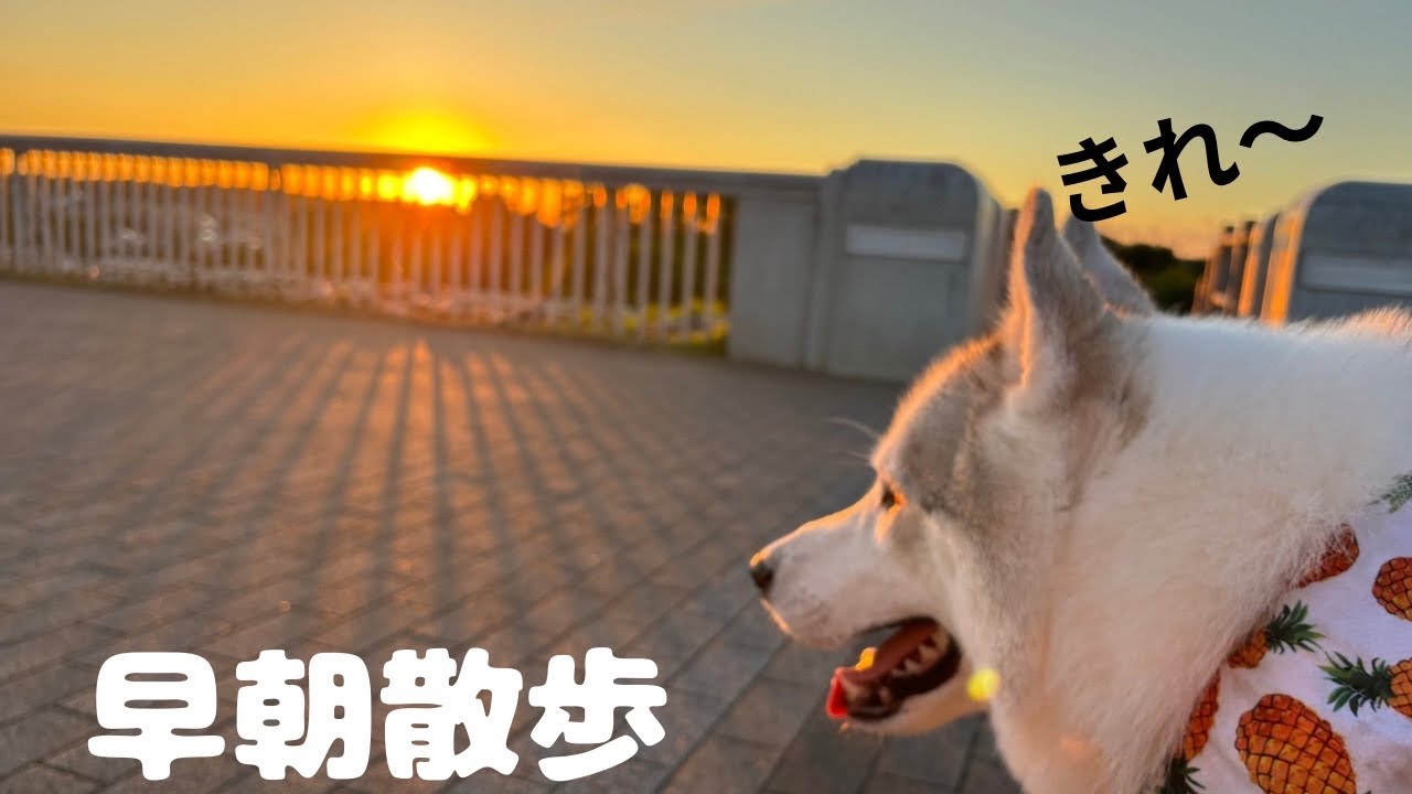 早朝犬散歩が終わったら寝かしつけて欲しいハスキー