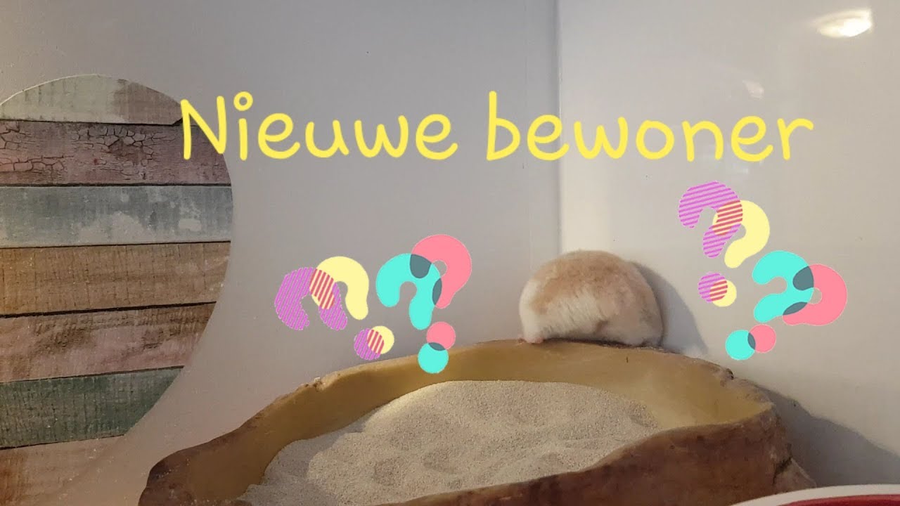 Nieuwe bewoner ophalen SYRISCHE HAMSTER UIT OPVANG