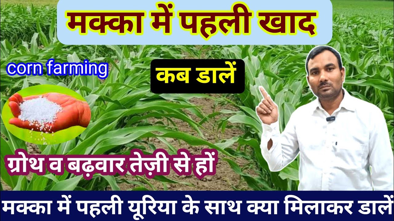 मक्का में पहला खाद कब व कोन सा डालें//मक्का की खेती//makka me pahla khad//makka ki paidavar
