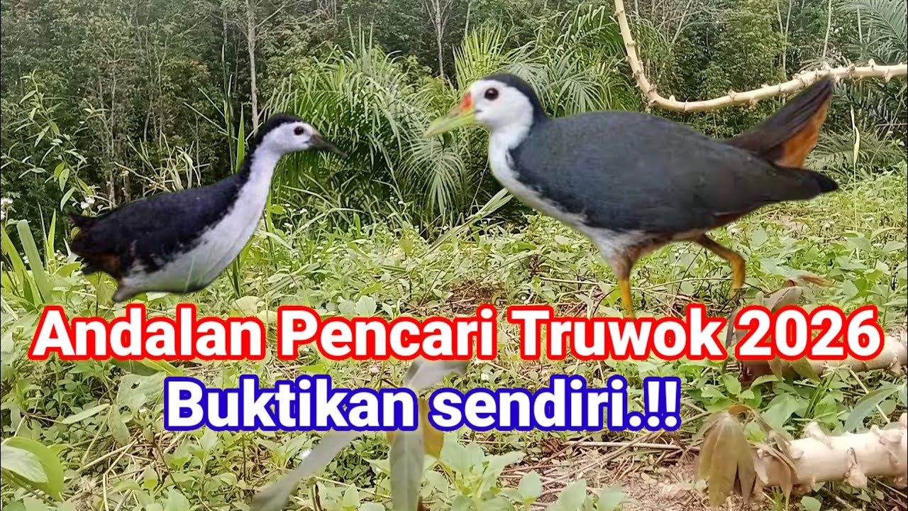 Gacoor...🔥🔥🔥 Pikat Andalan Pencari Truwok