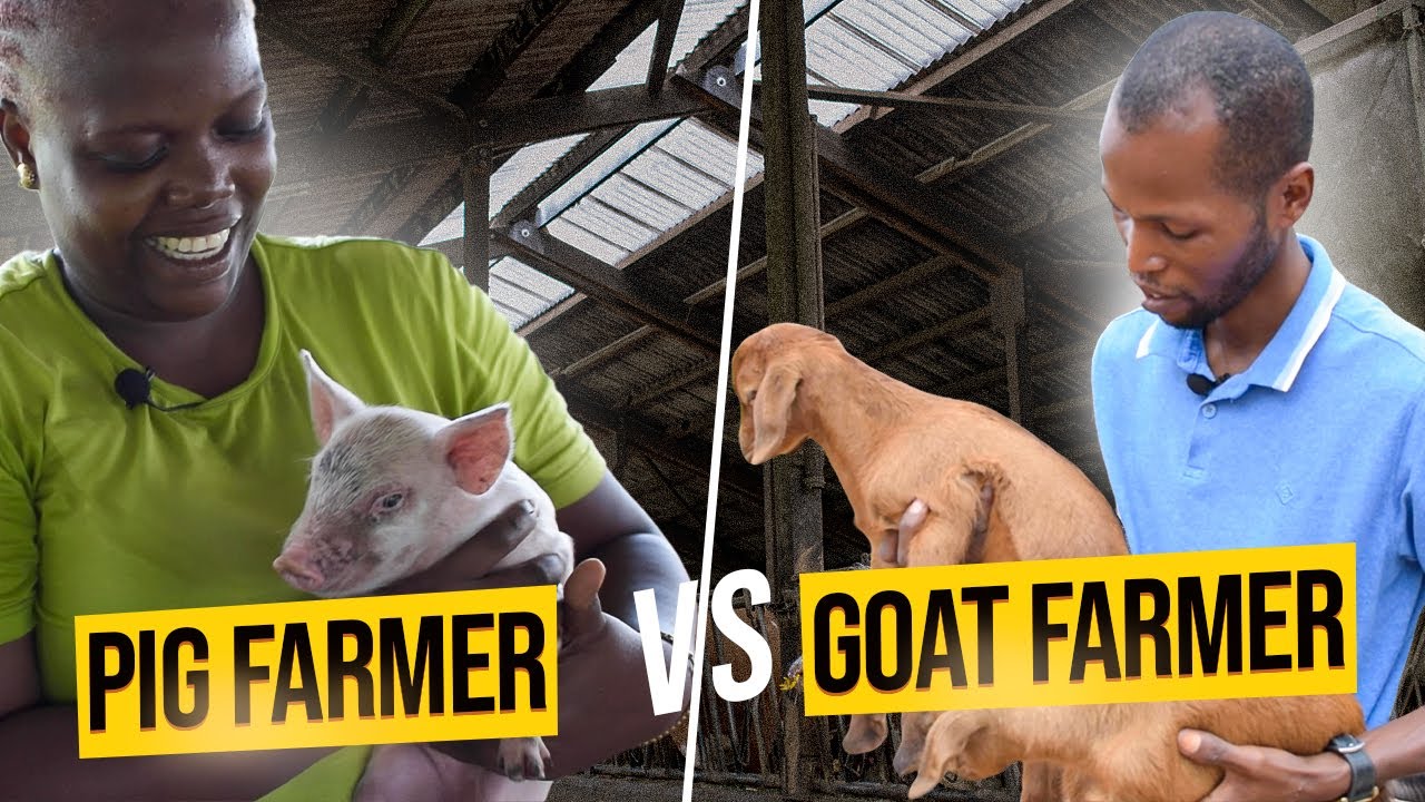 A Day In The Life Of A Pig Farmer VS Goat Farmer
