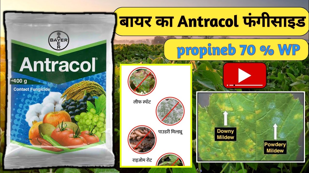 Bayer Antracol fungicide || propineb 70% wp || Antracol fungicide combination