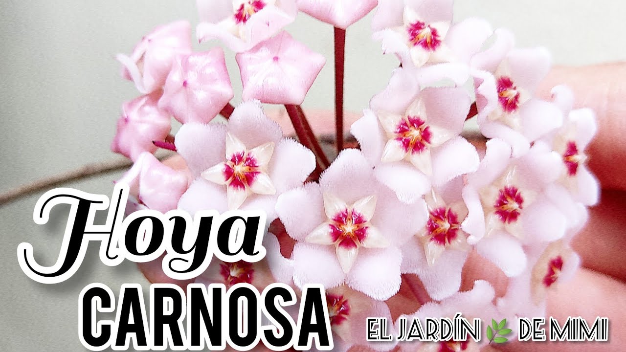 Cómo cuidar la flor de cera | HOYA CARNOSA | planta de cera- flor de nácar 🌿💕