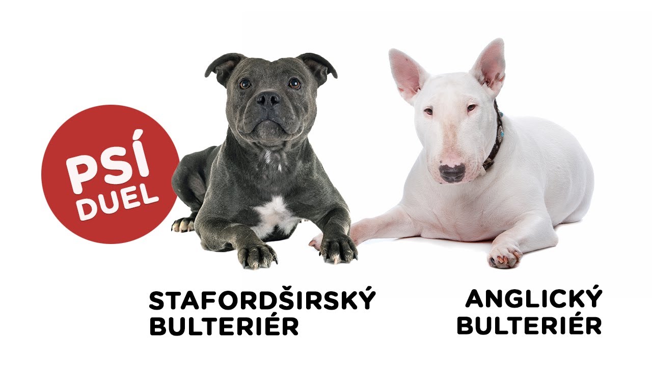 Stafordširský bulteriér vs Anglický bulteriér - Atlas plemen - Tlapka TV