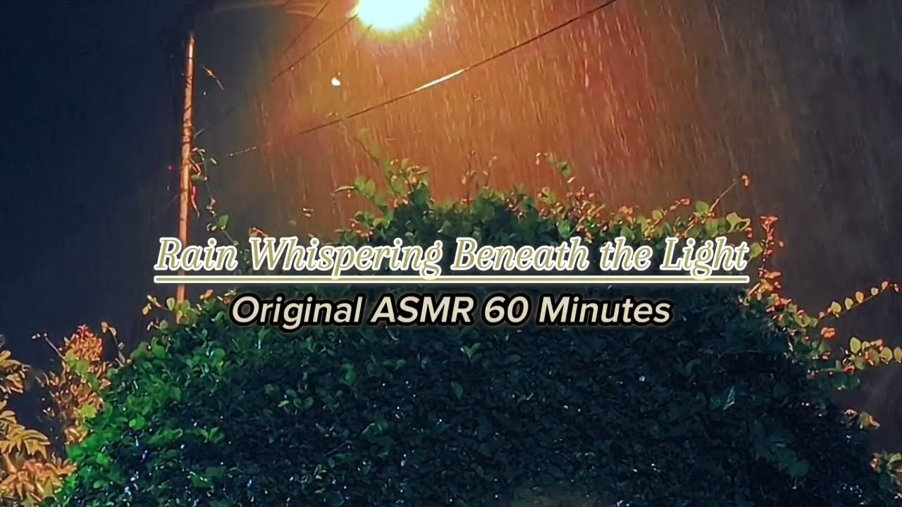 Original Night Rain Soaking the Trees | Peaceful Nature ASMR
