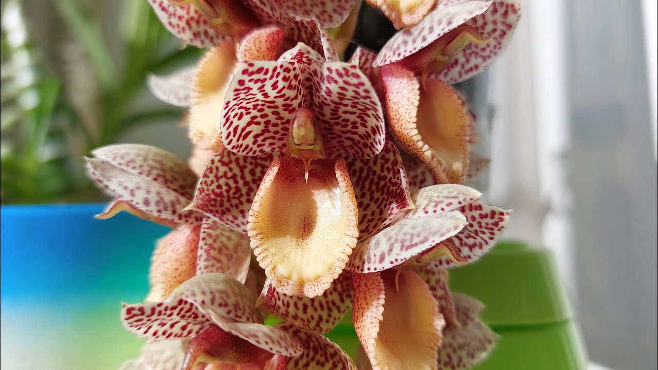 Цветение catasetum denticulatum. Ароматное и пушистое! Катасетум или орхидея морковка.