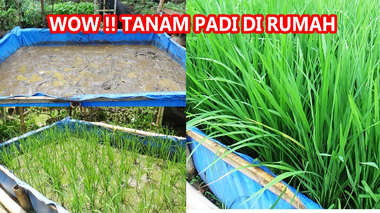 CARA  TANAM PADI ORGANIK  DI RUMAH MUDAH KOK PAKAI TERPAL SAJA BISA  PART 1