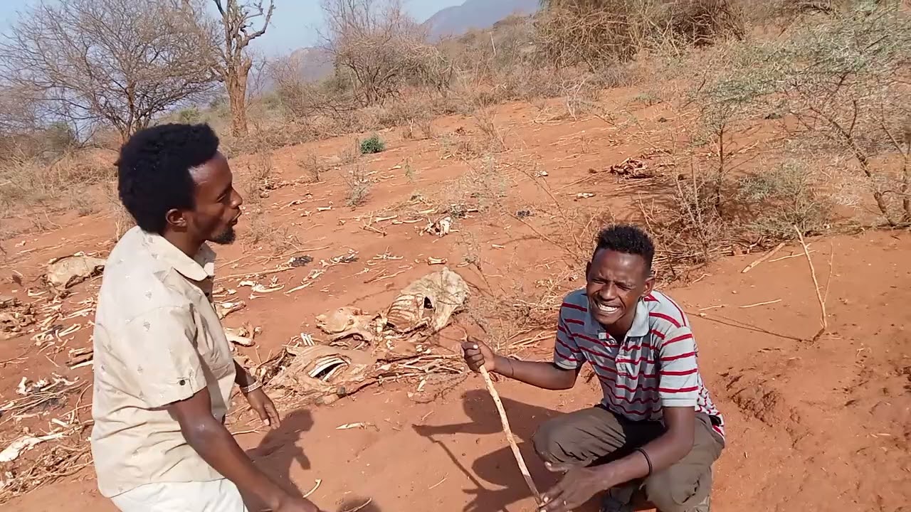 NEW DRAMA AFFAN OROMO GABU FARDI IDAKABU ✍️😭😭