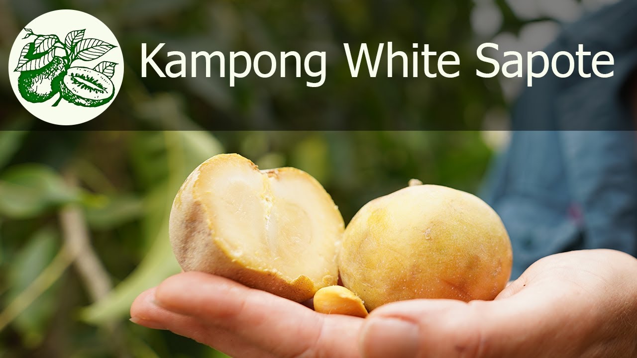 The Kampong White Sapote is self fertile and produces and abundant crop of sweet, tasty, fruit.