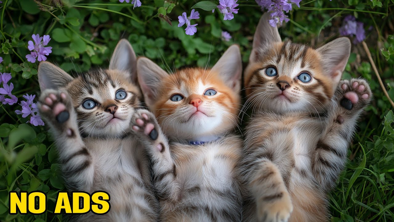 12 Hours of Calming Music for Cats 🎶 Relaxing Melodies to Calm Your Cats - Relaxation, Deep Sleep
