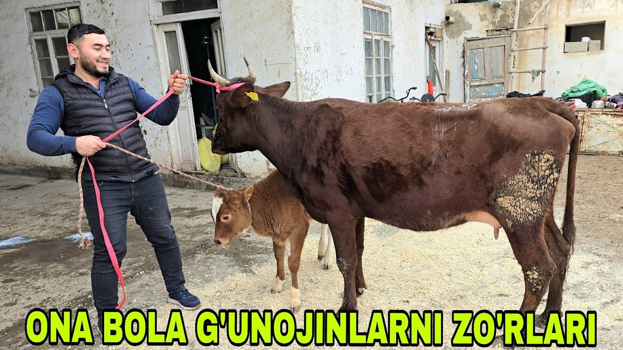 Ismoiljon ukamizdan ona bola va bo'g'ozlarni zo'rlari 20 января 2026 г.