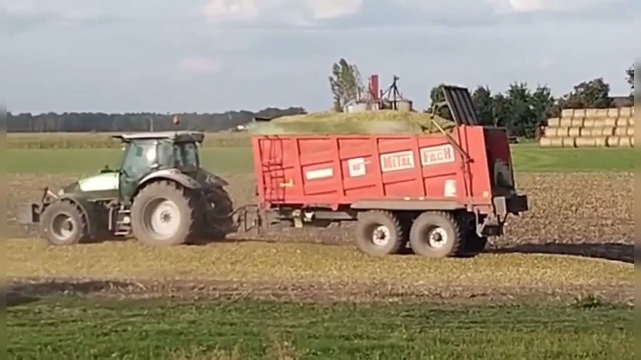 🔥KOSIMY KUKURYDZĘ NA KISZONKĘ 🔥