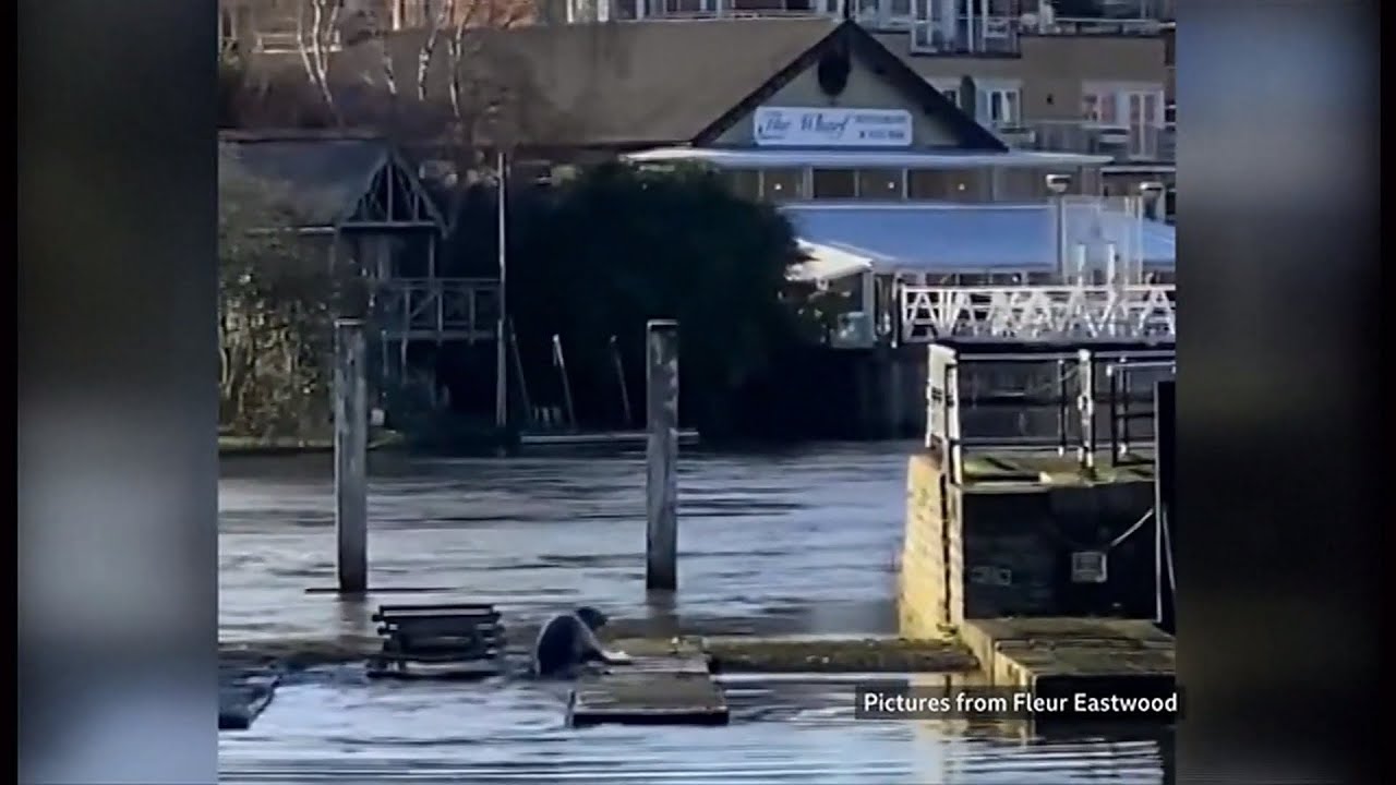 Seal emerges from Thames and surprises Teddington lifeboat crew (UK)