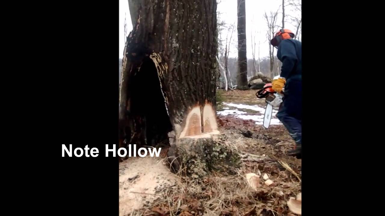 Safely Felling a Hollow Tree