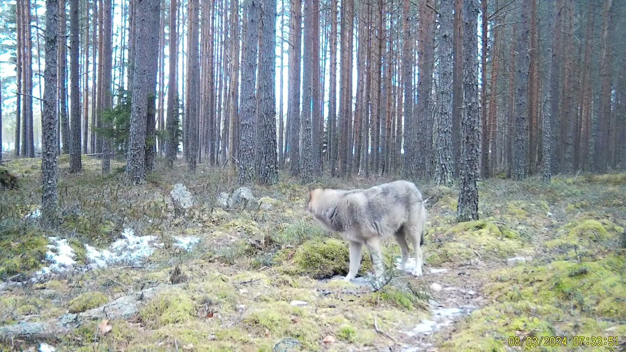 Sudet riistakamerassa #Riistakamera #Trail camera #wolf #susi 