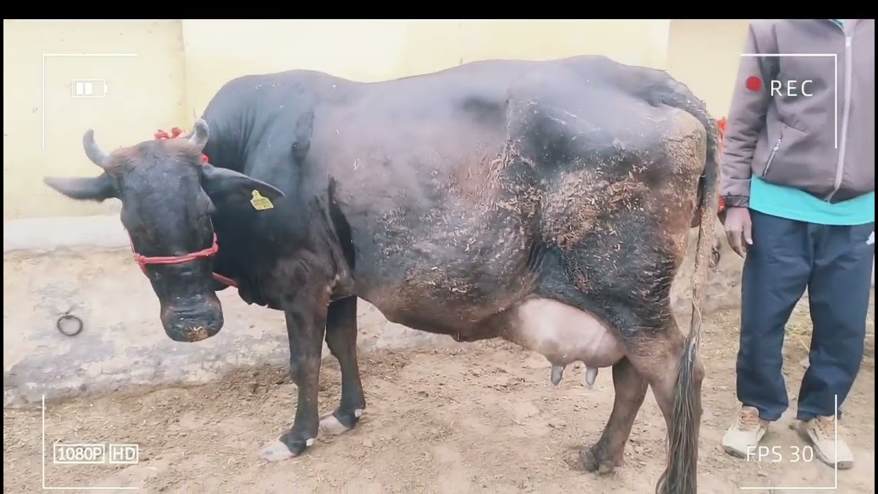 Top 3 Champion 🏆 Sahiwal 🐄 Rathi Cow 👌Pure Sahiwal Cow For Sale आज का दाम खरीदने वाला है। Cow videos