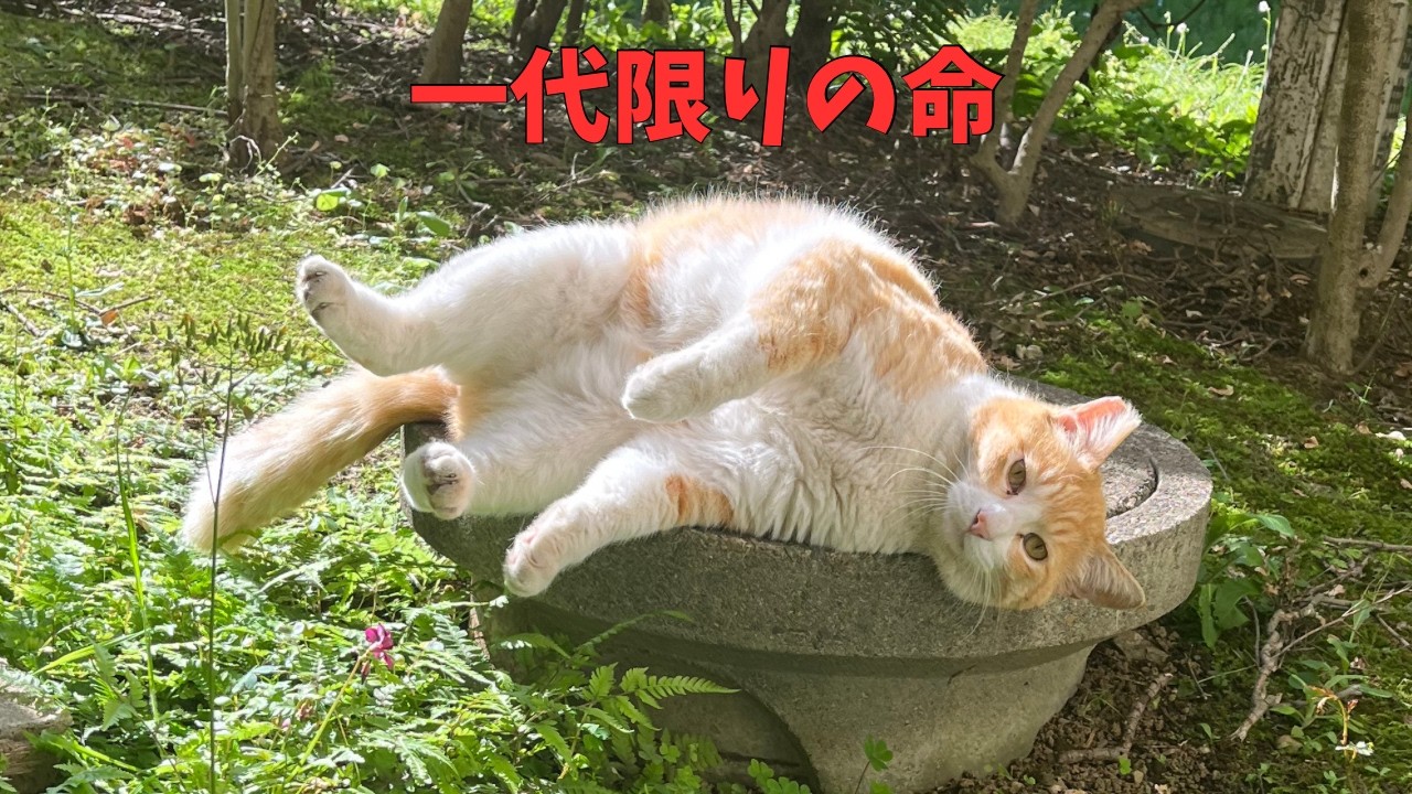 一代限りの命を懸命に生きる猫たち｜集合住宅で共に生きるには…