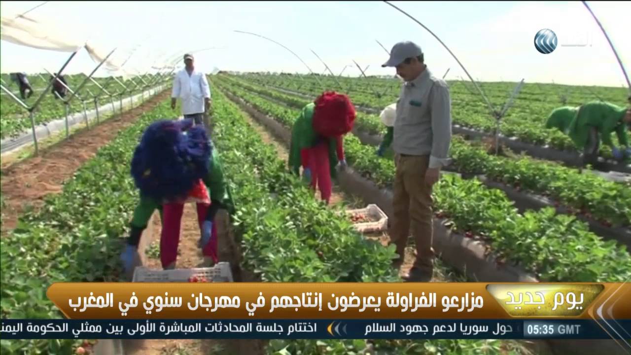 المغرب تنظم مهرجان الفراولة السنوي