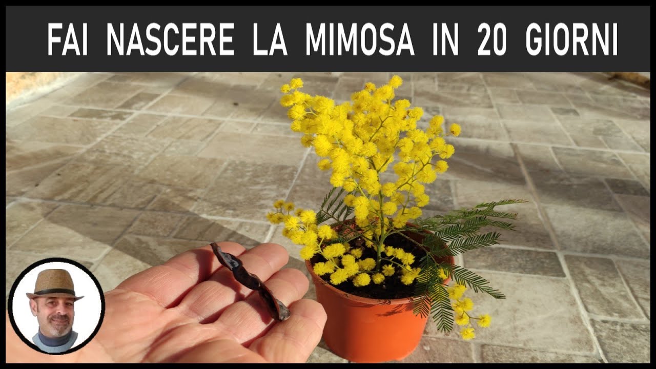 SEMINARE LA MIMOSA, dai semi alla pianta in pochissimo tempo