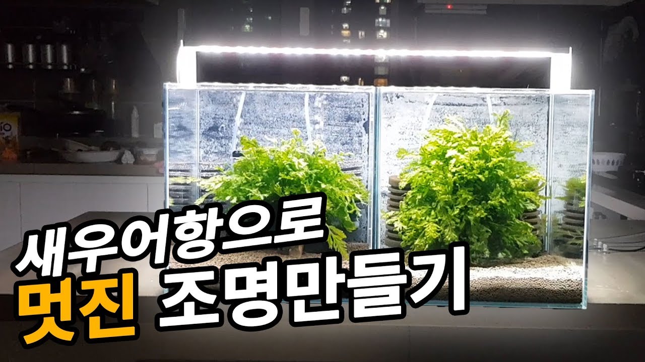 새우어항으로 멋진 조명만들기! 새우폭탄번식의 비밀까지 알려드립니다!