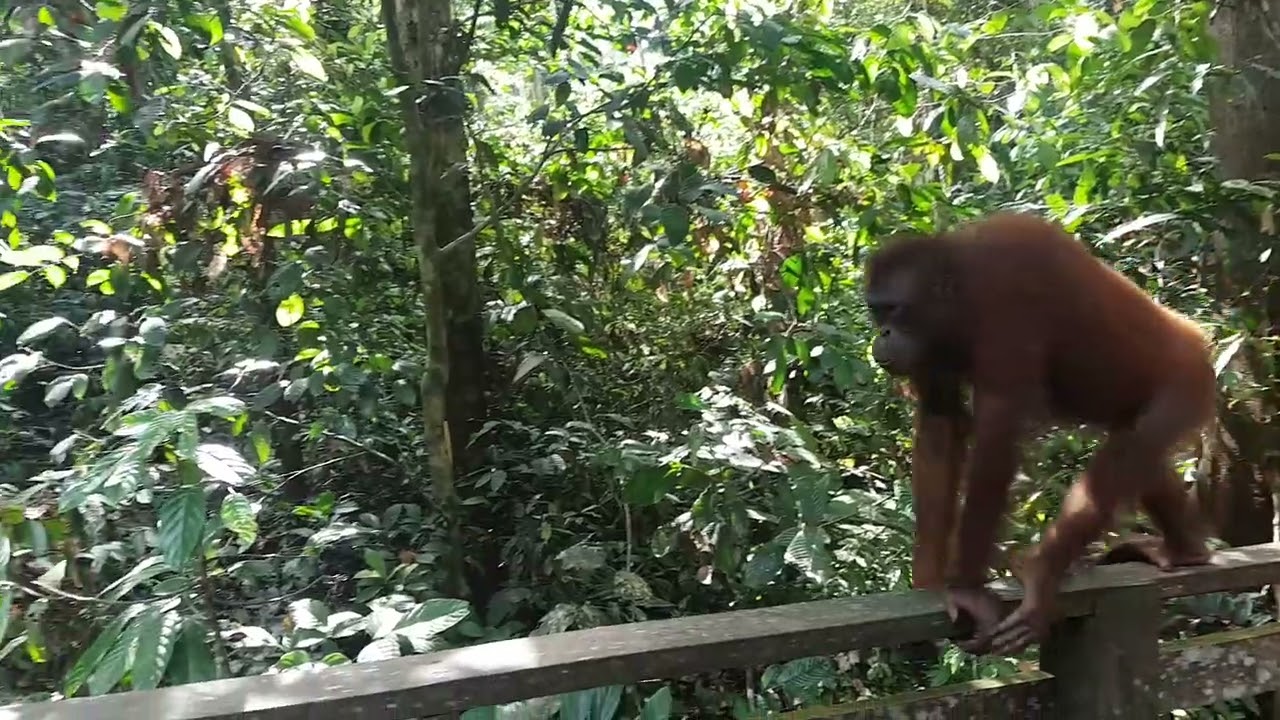 Orangutan walks past me at Sepilok Wildlife Rehabilitation Centre