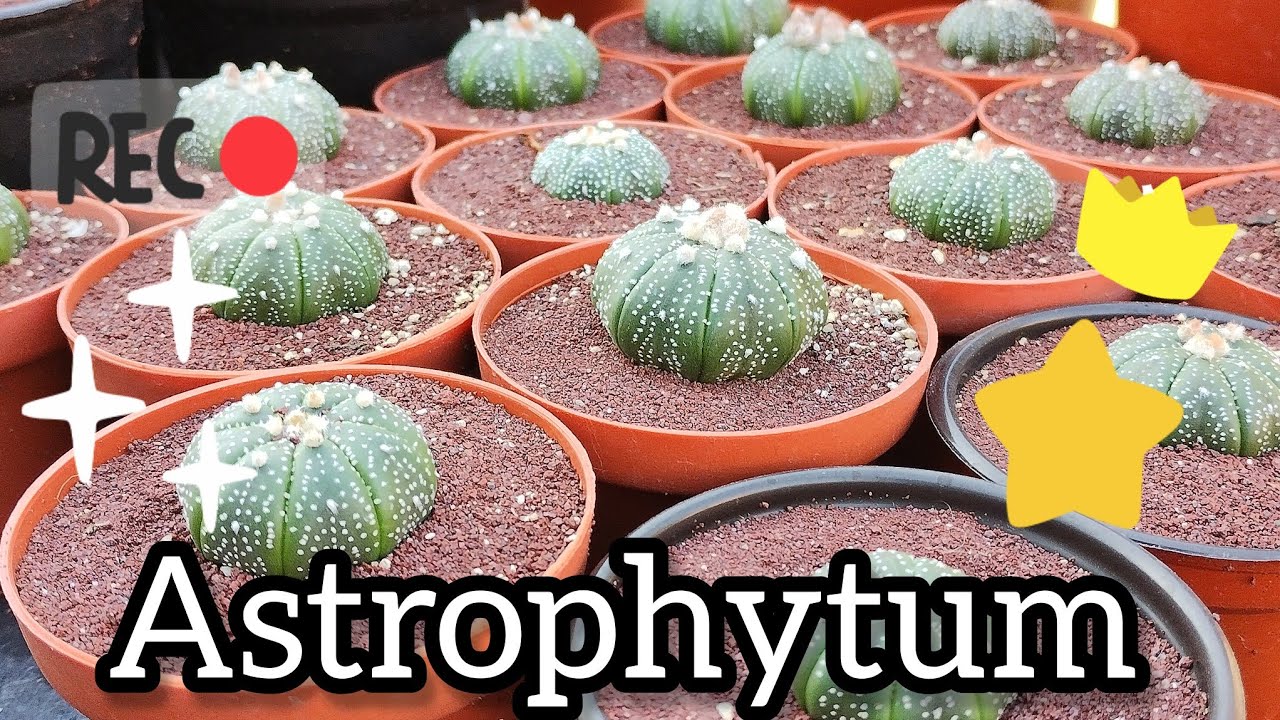 Astrophytum, actualización de cuidados e información.🐢🙂🌵