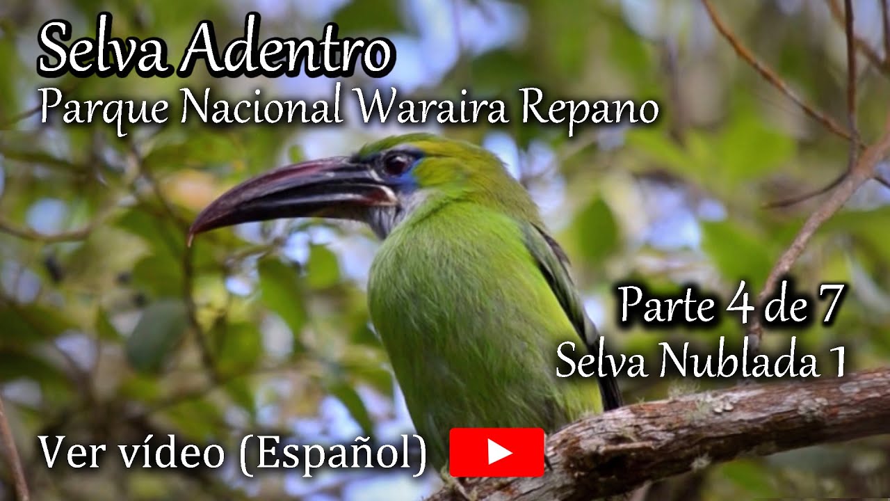 El Avila 4/7 - Selva Adentro - P.N. Waraira Repano (Selva Nublada 1), Documental