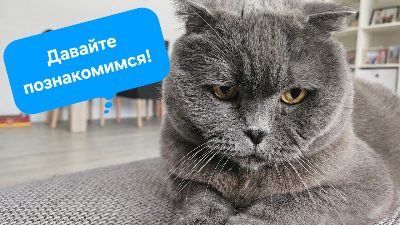 Давайте познакомимся! / Британский кот/ Смешные животные 