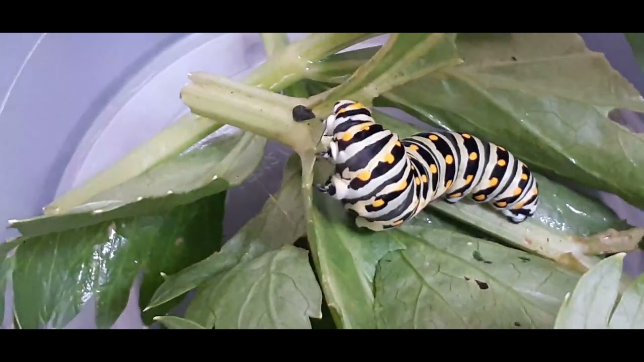 செல்ல கம்பளிப்பூச்சி, சிறிய இலை |tiny crunching leaf by our pet caterpillar