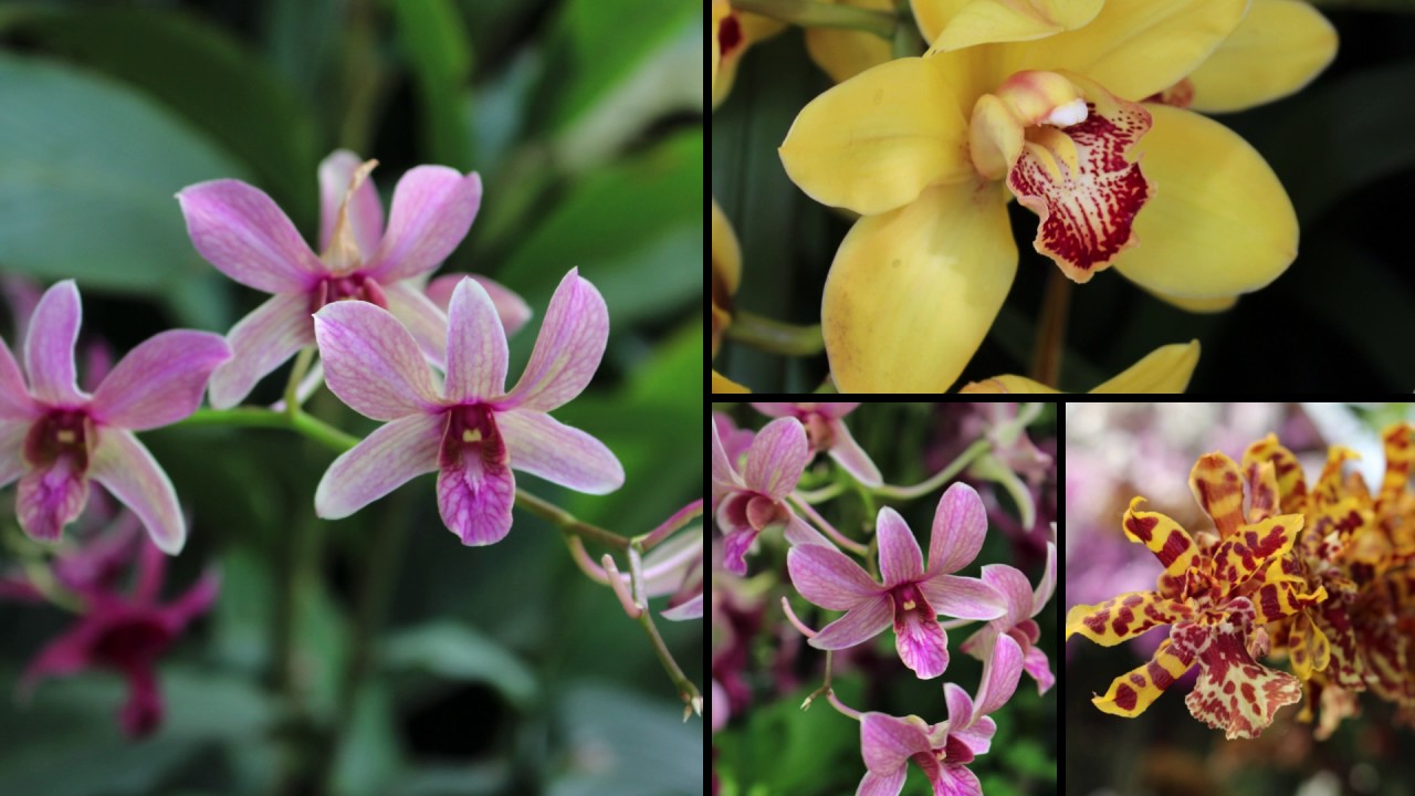 Orchid Mania