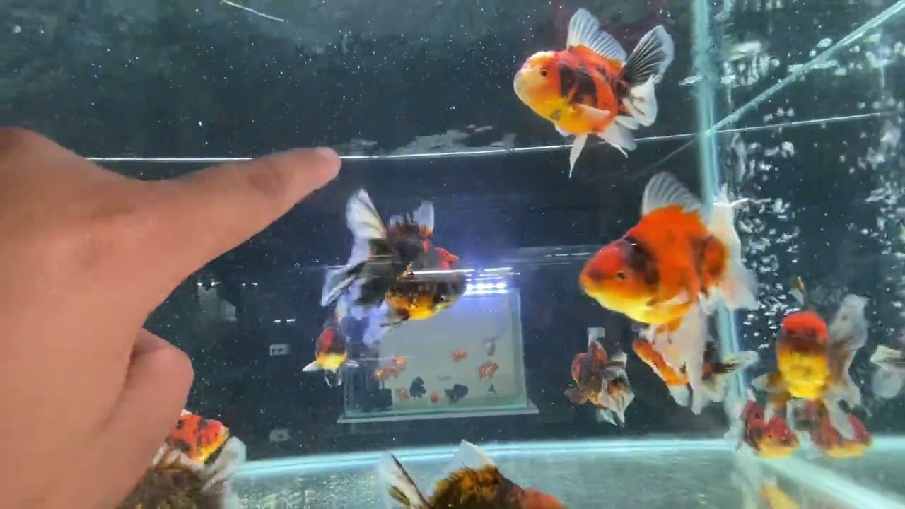 Oyeee Vlogs - Meng Banpong Lee Thailand Oranda
