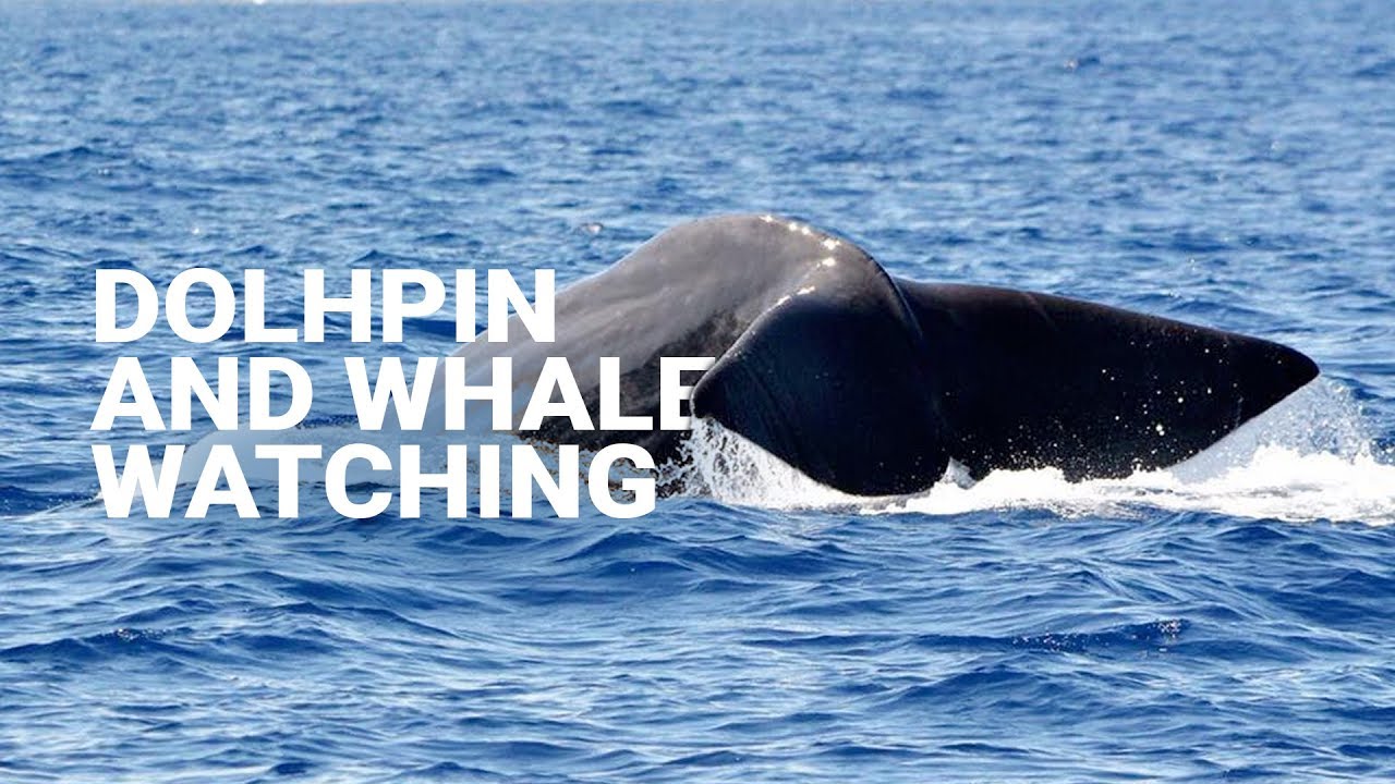 We went dolphin and whale watching in Madeira