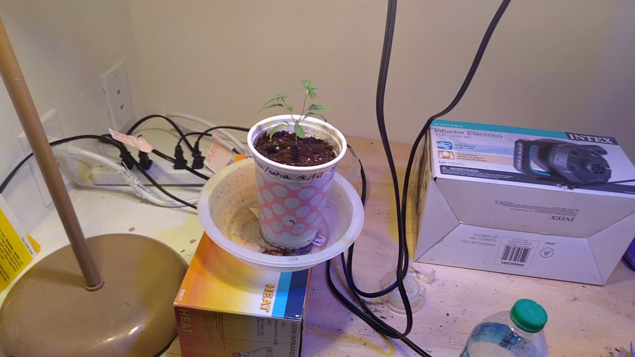 Old School Organic Weed Growing from Seed to Weed part 1