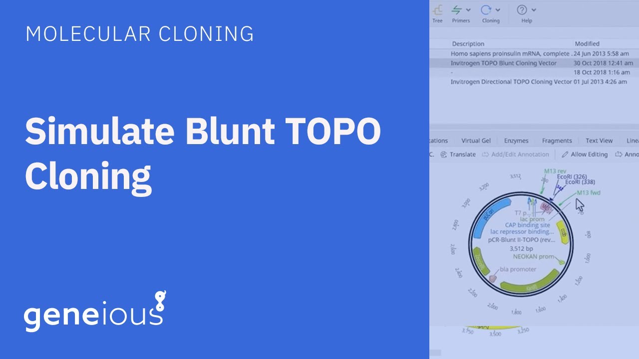 Simulate Blunt TOPO Cloning in Geneious Prime