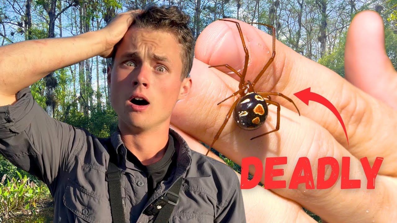 The Black Widow's Deadly Cousin You've Never Heard Of...