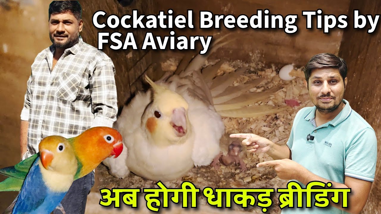 Cockatiel Breeding Setup from Surat | Breeding progress and Tips | FSA Aviary