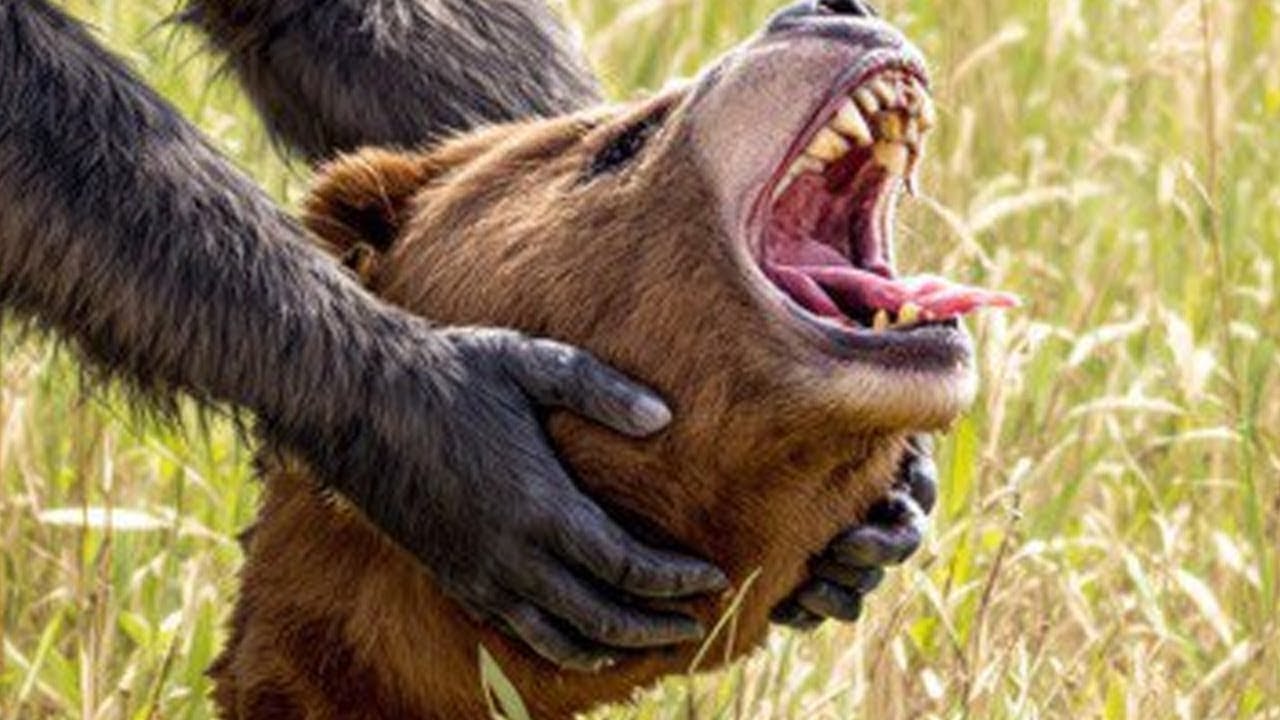 Introduire Un Prédateur Pour Tuer Un Grizzly Est Tout Simplement Insensé
