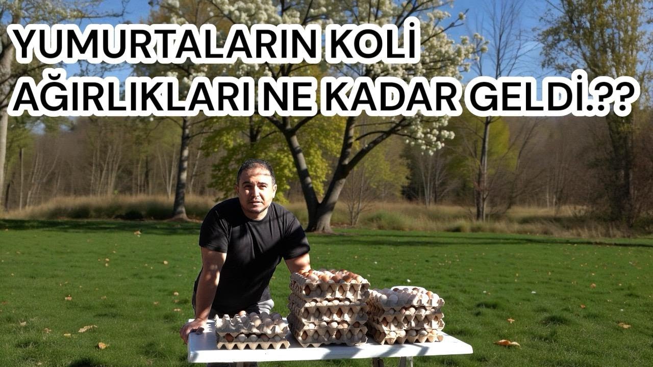 YUMURTALARIN KOLİ AĞIRLIKLARI NE KADAR GELDİ..??