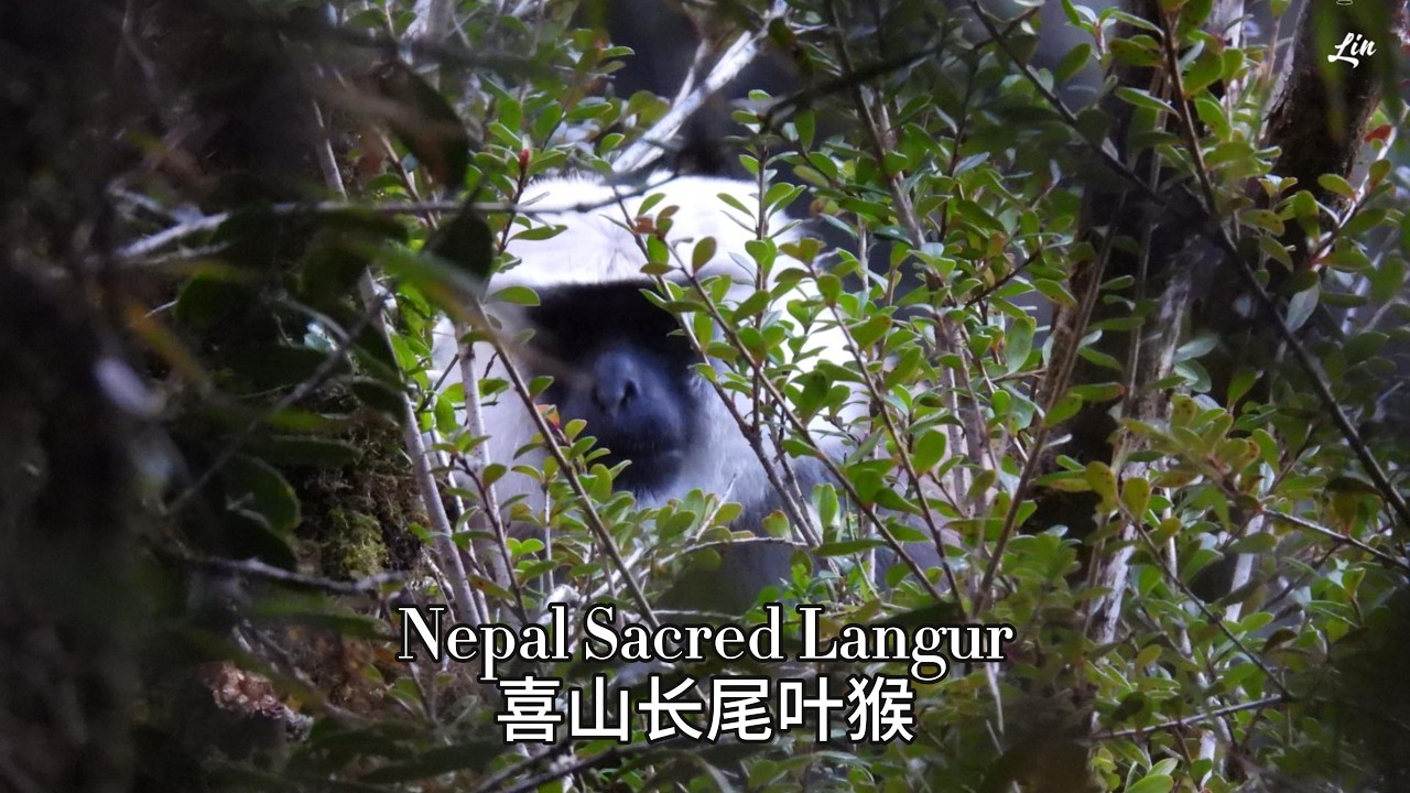 Nepal Sacred Langur