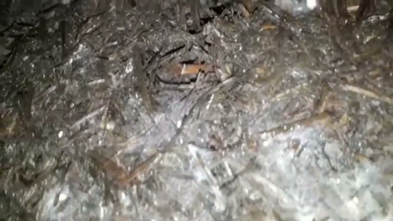 زراعة الفطر من الألف الى الياء في مقطع واحد