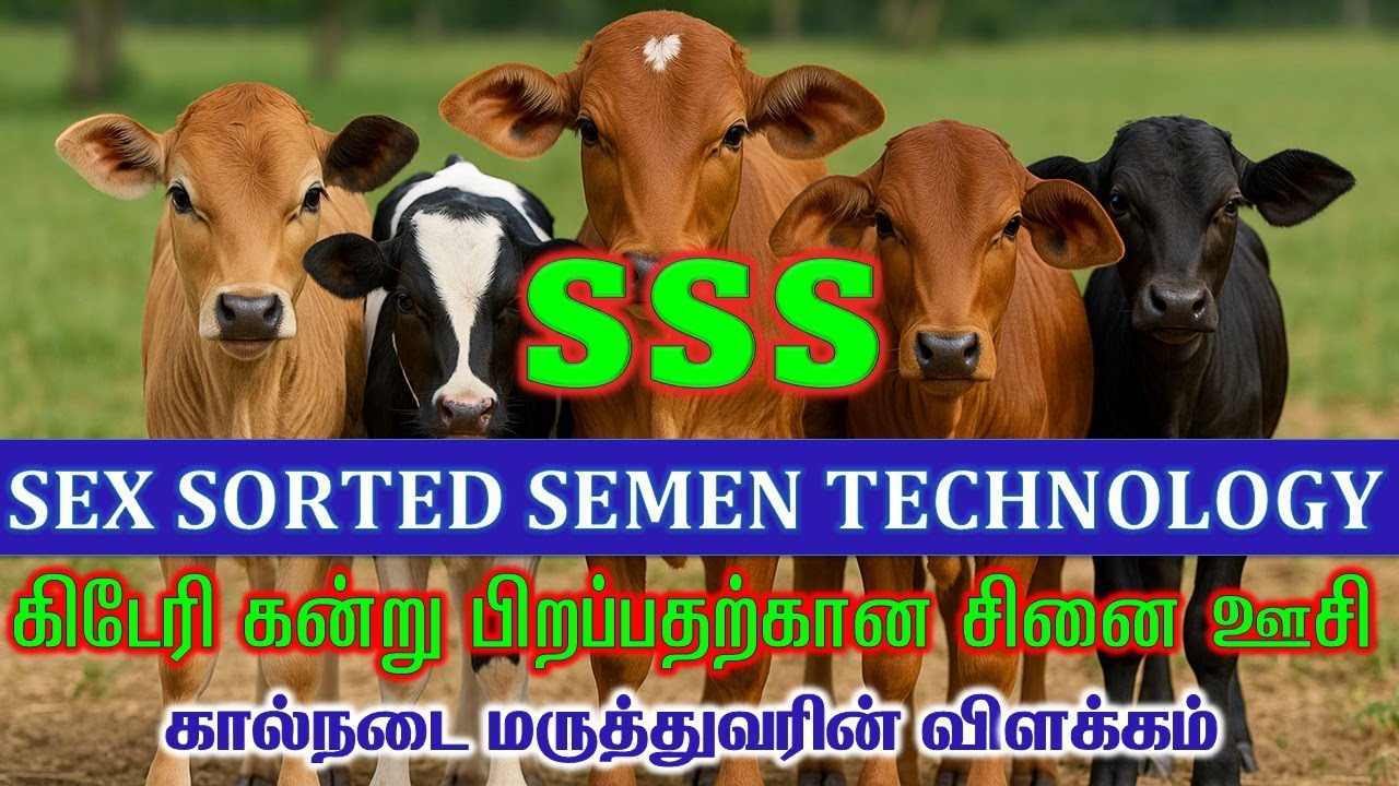 SSS-கிடேரி கன்று பிறப்பதற்கான சினை ஊசி-SEX SORTED SEMEN TECHNOLOGY with ENGLISH SUBTITLES